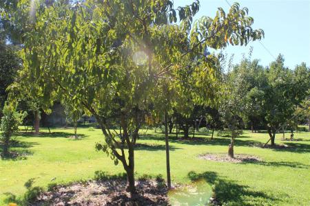 Parcela Agricola Habitacional con plantacion de Paltos, La Islita, 15000 mt2, 7 habitaciones